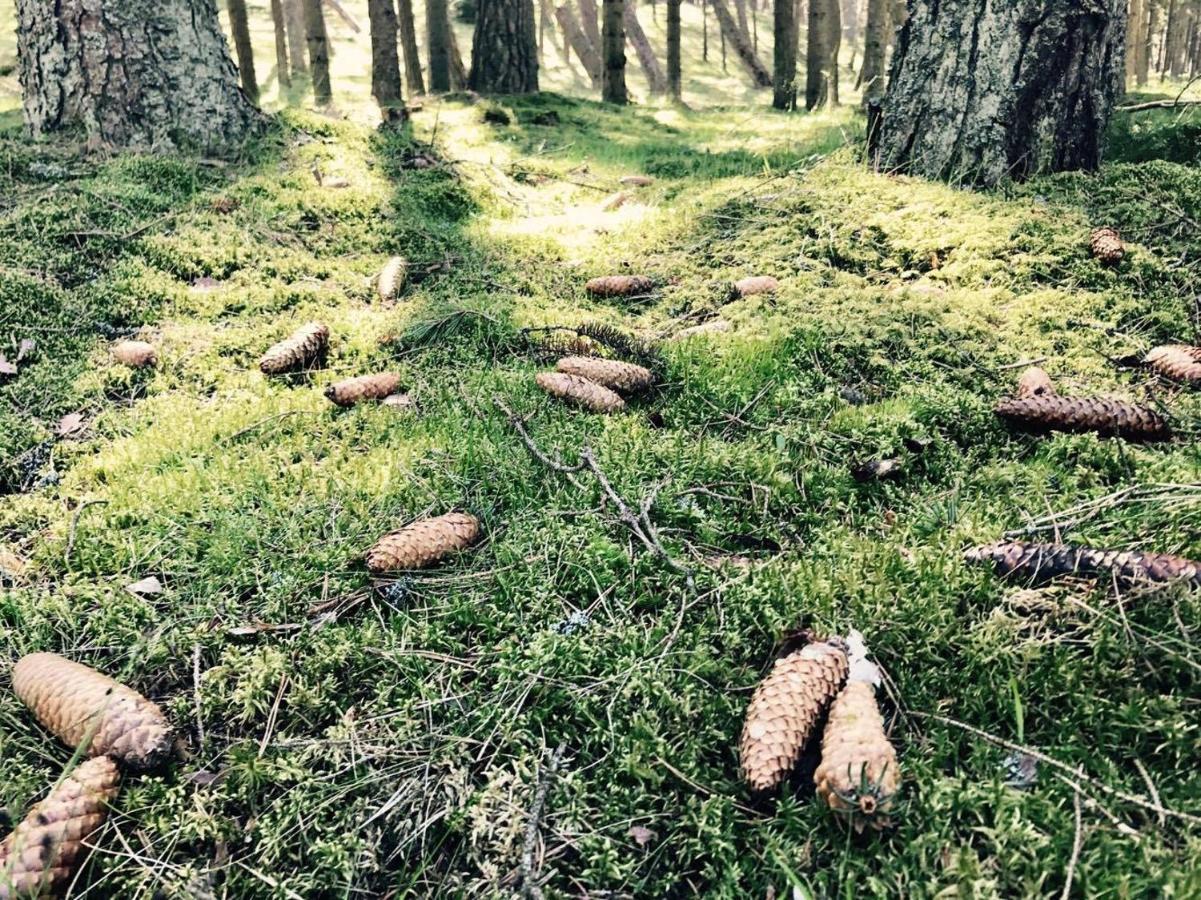 Apartments Isle Of Pinecones Nida Exteriér fotografie